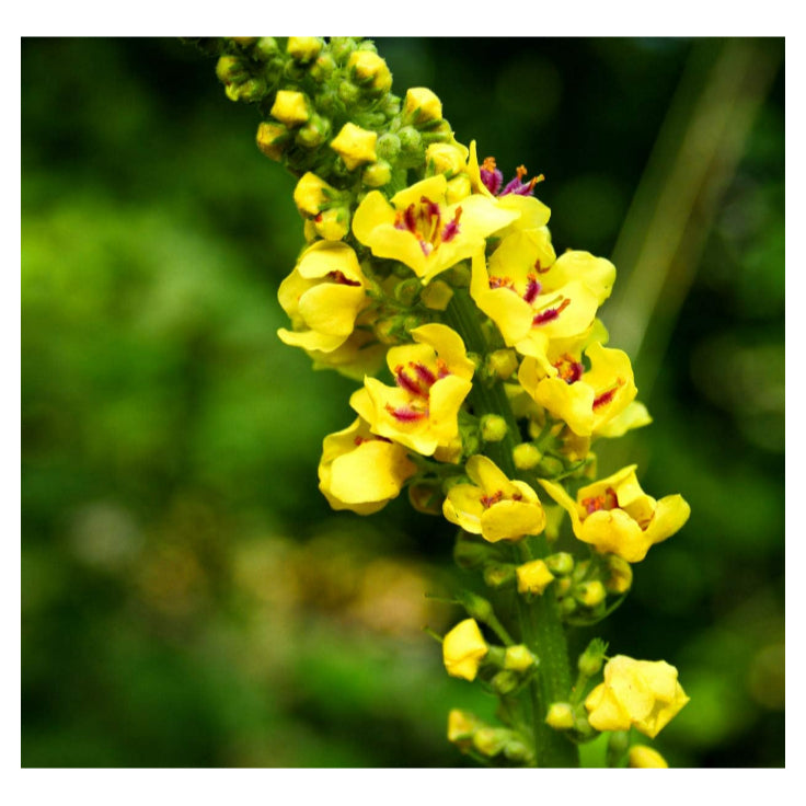 LowCostPh | Nature's Answer, Mullein Leaf, 500 mg, 90 Veg Cap | Fluid Extract, Alcohol-Free, 2,000mg